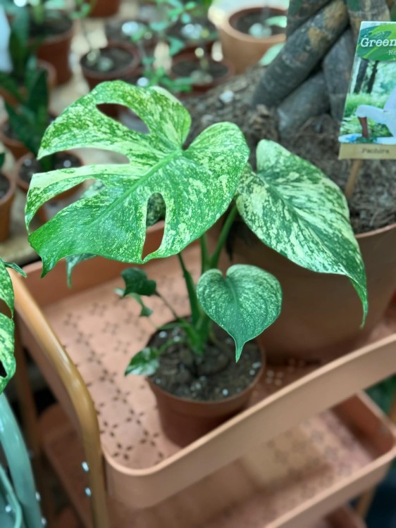 Monstera Deliciosa Mint  monstera miętowa  monstera deliciosa variegata mint (3).jpg
