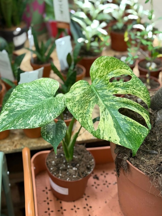 Monstera Deliciosa Mint  monstera miętowa  monstera deliciosa variegata mint (4).jpg