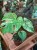 Monstera Deliciosa Mint  monstera miętowa  monstera deliciosa variegata mint (5).jpg