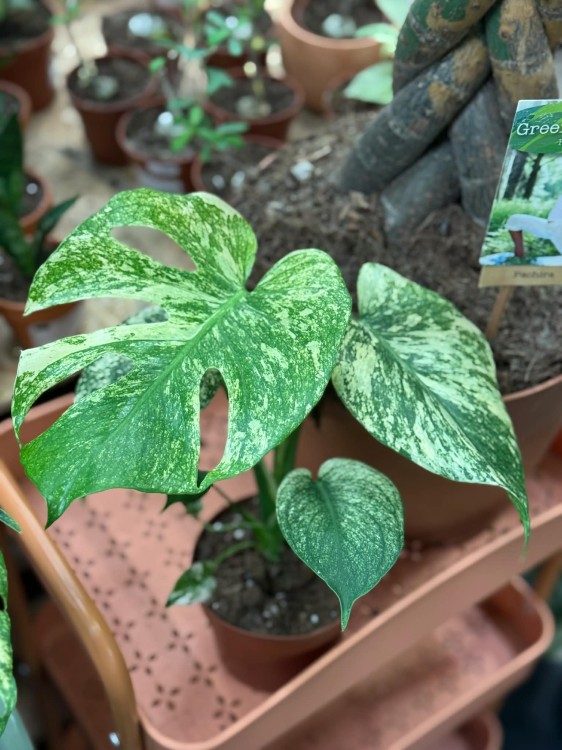 Monstera Deliciosa Mint  monstera miętowa  monstera deliciosa variegata mint (5).jpg