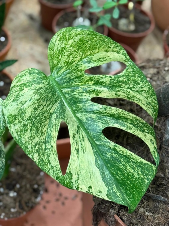 Monstera Deliciosa Mint  monstera miętowa  monstera deliciosa variegata mint (1).jpg