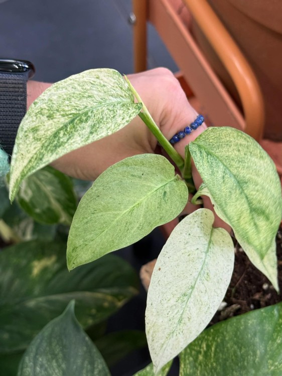 Monstera Laniata Mint  monstera adansonii mint  monstera miętowa Laniata.jpg
