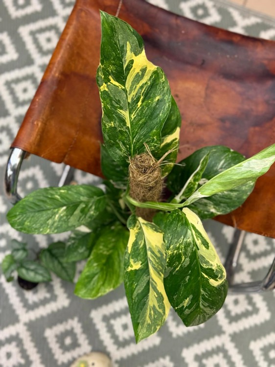 Monstera Lechleriana Variegat (2).jpg