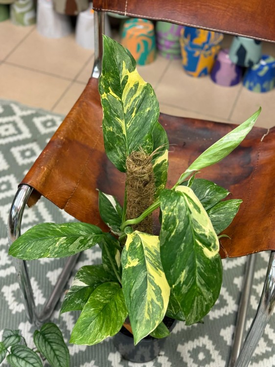 Monstera Lechleriana Variegat (3).jpg