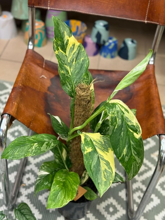 Monstera Lechleriana Variegat (1).jpg
