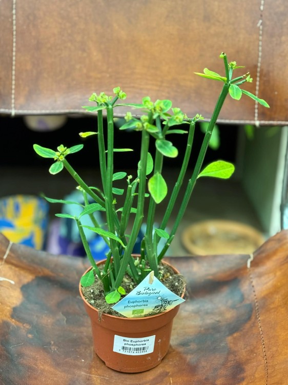 euphorbia phosphorea (12).jpg