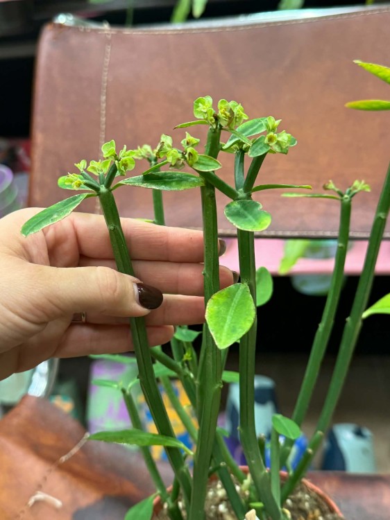 euphorbia phosphorea (13).jpg