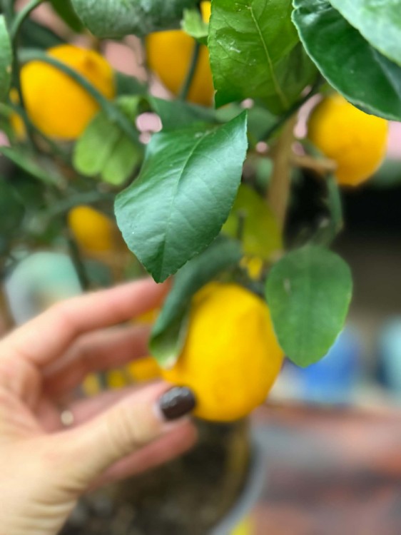 Citrus limon Cytryna zwyczajna  drzewko cytrynowe  lemon tree (2).jpg