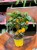 Citrus limon Cytryna zwyczajna  drzewko cytrynowe  lemon tree (3).jpg