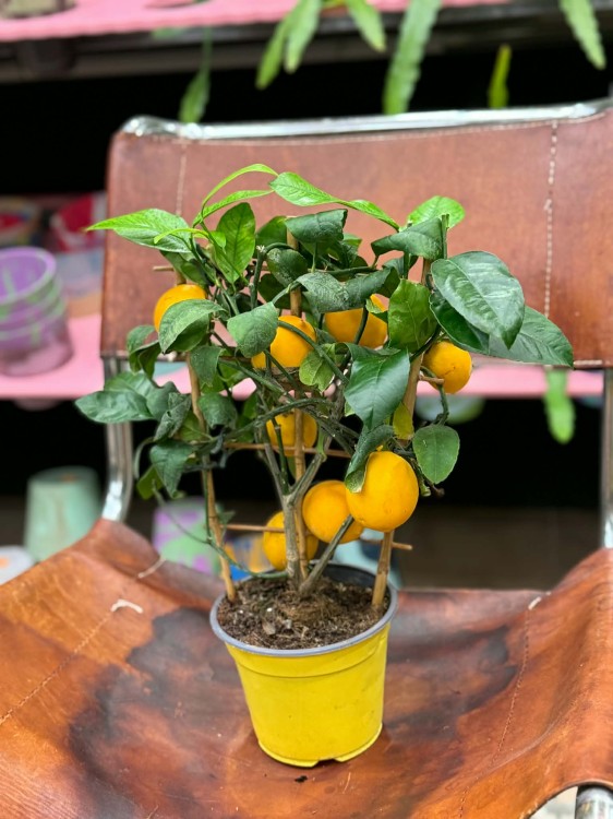 Citrus limon Cytryna zwyczajna  drzewko cytrynowe  lemon tree (3).jpg