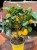 Citrus limon Cytryna zwyczajna  drzewko cytrynowe  lemon tree (4).jpg