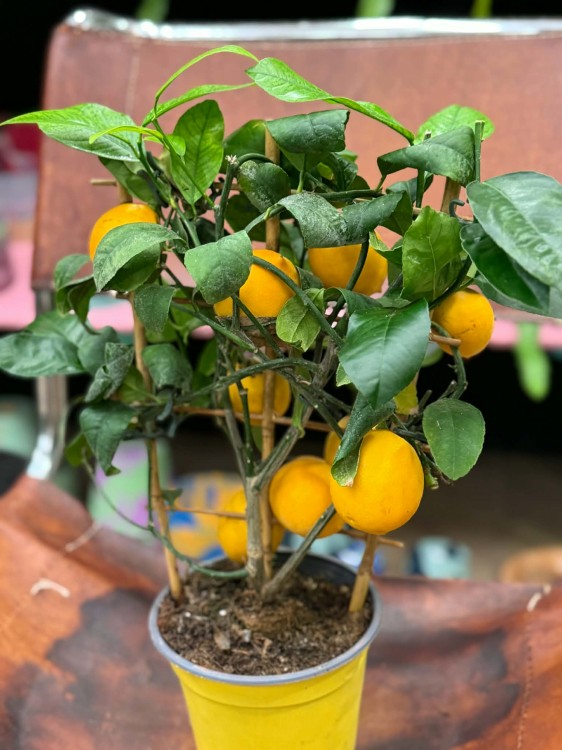 Citrus limon Cytryna zwyczajna  drzewko cytrynowe  lemon tree (4).jpg