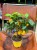 Citrus limon Cytryna zwyczajna  drzewko cytrynowe  lemon tree (5).jpg