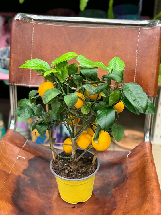 Citrus limon Cytryna zwyczajna  drzewko cytrynowe  lemon tree (5).jpg