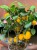 Citrus limon Cytryna zwyczajna  drzewko cytrynowe  lemon tree (6).jpg