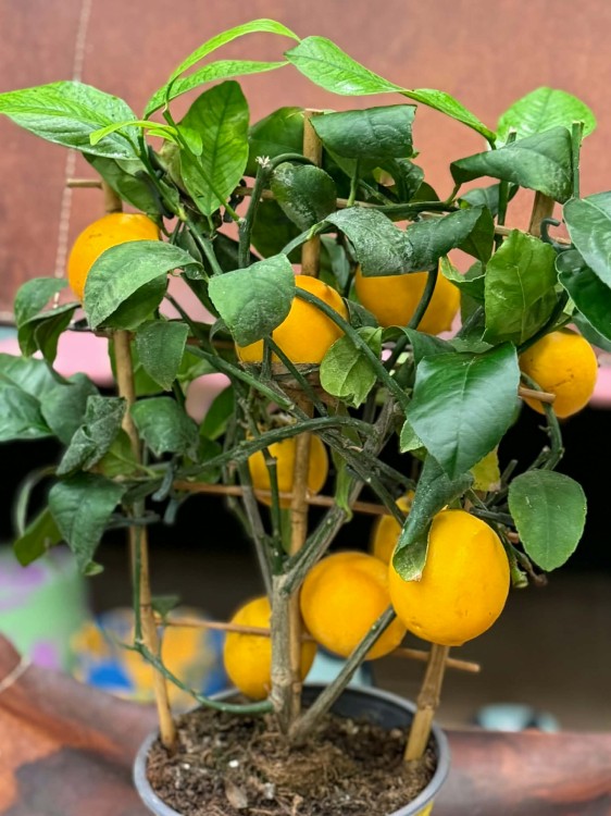 Citrus limon Cytryna zwyczajna  drzewko cytrynowe  lemon tree (6).jpg