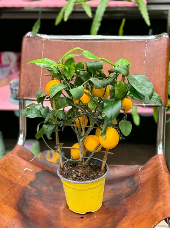 Citrus limon Cytryna zwyczajna  drzewko cytrynowe  lemon tree (1).jpg