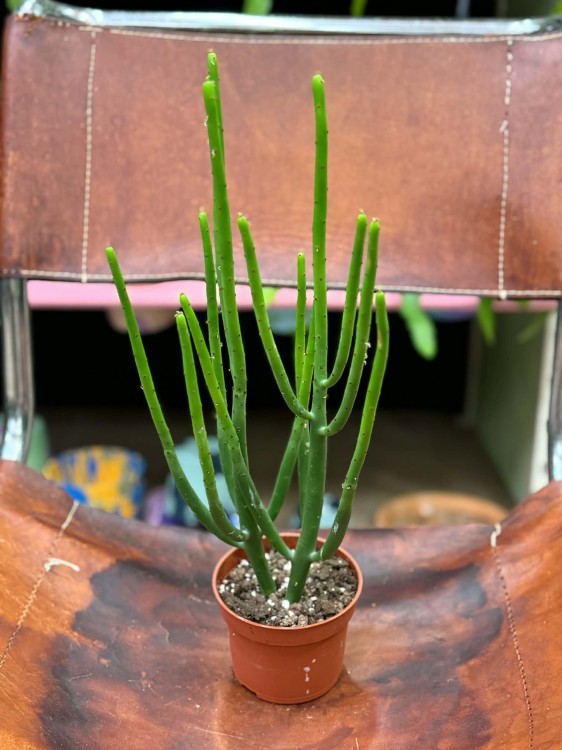 Euphorbia alluaudii (3).jpg