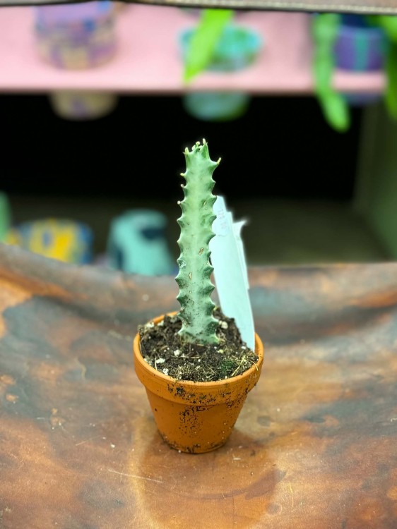 euphorbia lactea white ghost wilczomlecz (4).jpg