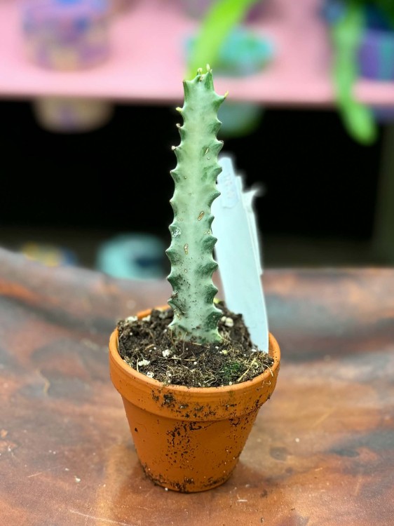 euphorbia lactea white ghost wilczomlecz (1).jpg