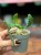 Wilczomlecz stellata  euphorbia stellata  wilczomlecz gwiaździsty (2).jpg