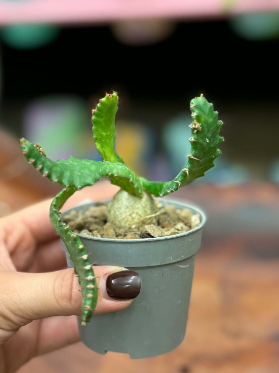 Wilczomlecz stellata  euphorbia stellata  wilczomlecz gwiaździsty (2).jpg