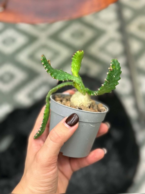 Wilczomlecz stellata  euphorbia stellata  wilczomlecz gwiaździsty (3).jpg