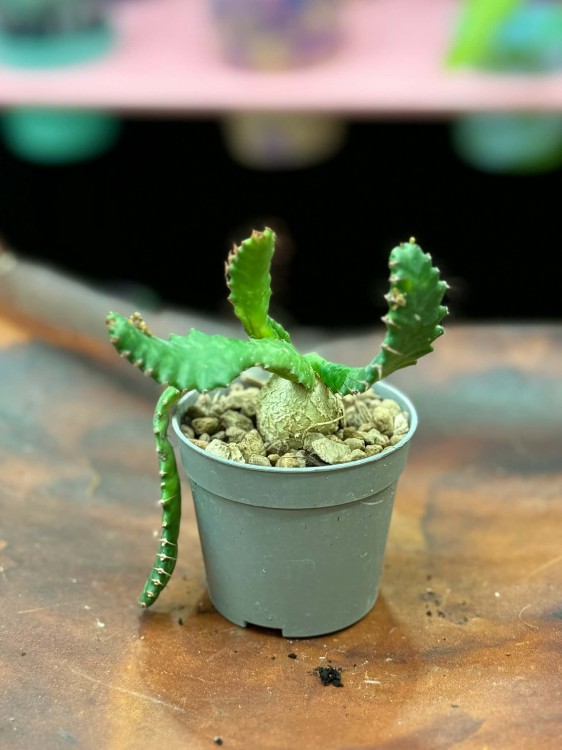 Wilczomlecz stellata  euphorbia stellata  wilczomlecz gwiaździsty (4).jpg