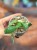 Wilczomlecz stellata  euphorbia stellata  wilczomlecz gwiaździsty (5).jpg