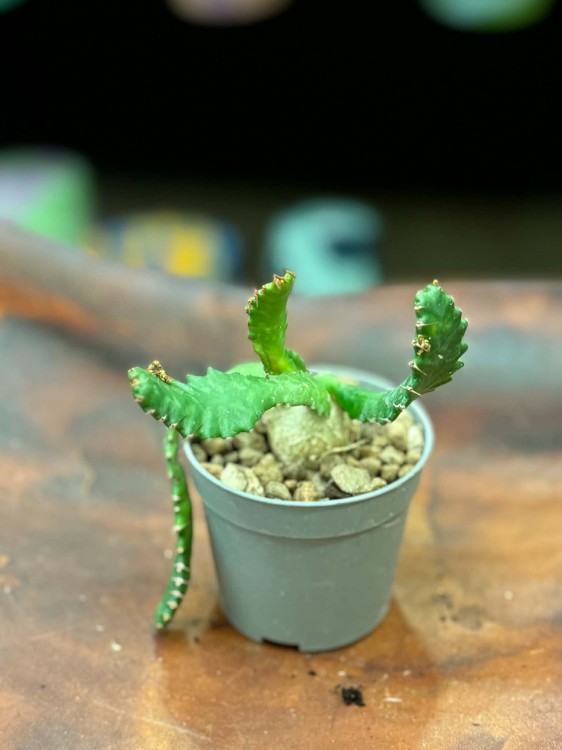 Wilczomlecz stellata  euphorbia stellata  wilczomlecz gwiaździsty (1).jpg