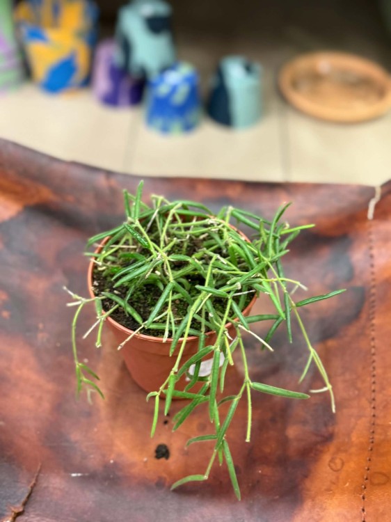 Hoja woskownica  Hoya linearis  (2).jpg