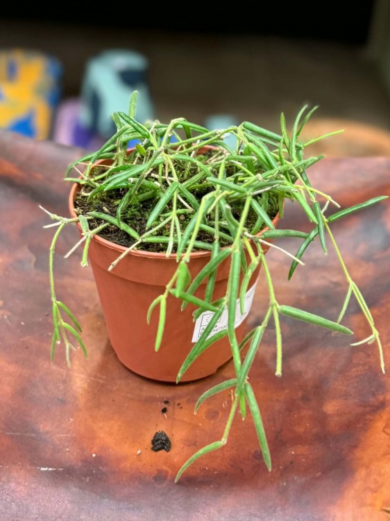 Hoja woskownica  Hoya linearis  (3).jpg