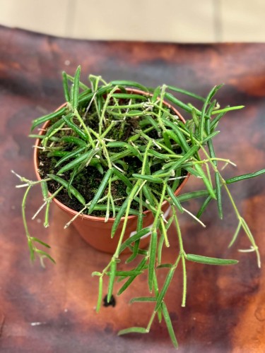 Hoja woskownica  Hoya linearis  (1).jpg