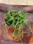 Hoja woskownica  Hoya linearis  (1).jpg