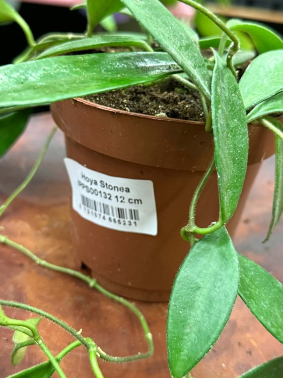 Hoya Stonea (1).jpg