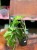 Monstera minima rhaphidophora tetrasperma (7).jpg