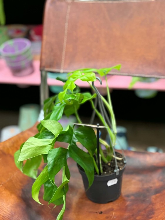 Monstera minima rhaphidophora tetrasperma (7).jpg