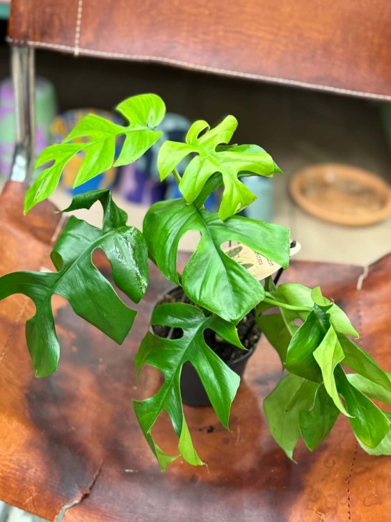 Monstera minima rhaphidophora tetrasperma (8).jpg