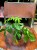 Monstera minima rhaphidophora tetrasperma (10).jpg