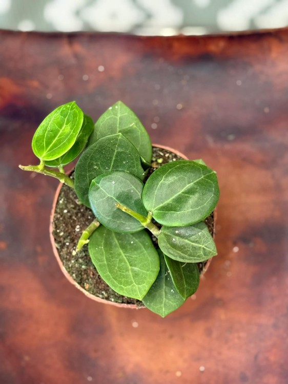 Hoja Christin (2).jpg