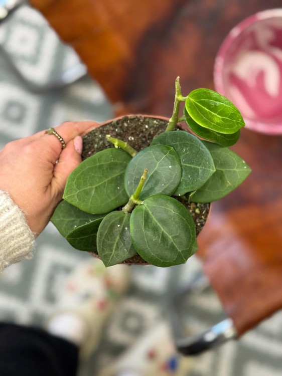 Hoja Christin (3).jpg