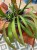 Epiphyllum Red Tip CZERWONE KWIATY  (2).jpg