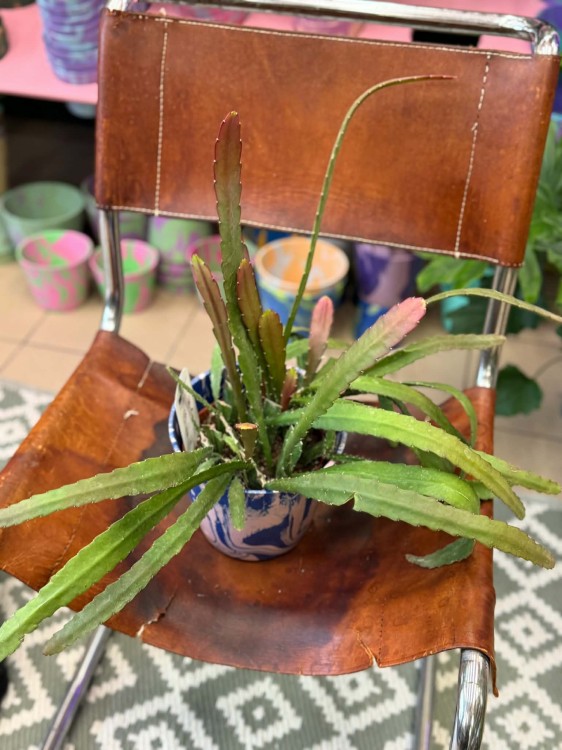 Epiphyllum Red Tip (16).jpg