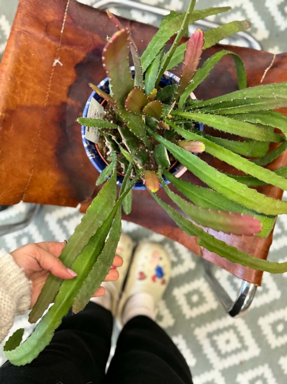 Epiphyllum Red Tip (14).jpg