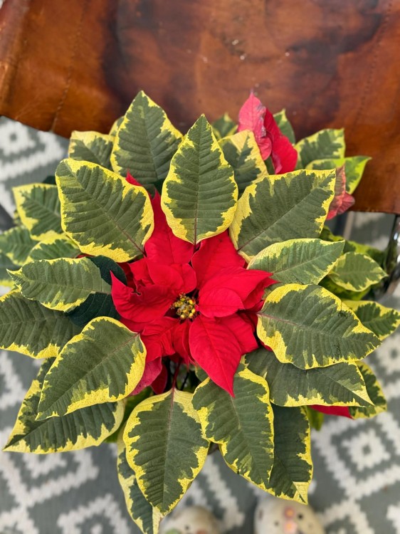 Gwiazda betlejemska Red Tapestry Pyramid (3).jpg