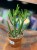Euphorbia alluaudii