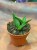 sansewieria Sansevieria Table Mountain (1).jpg