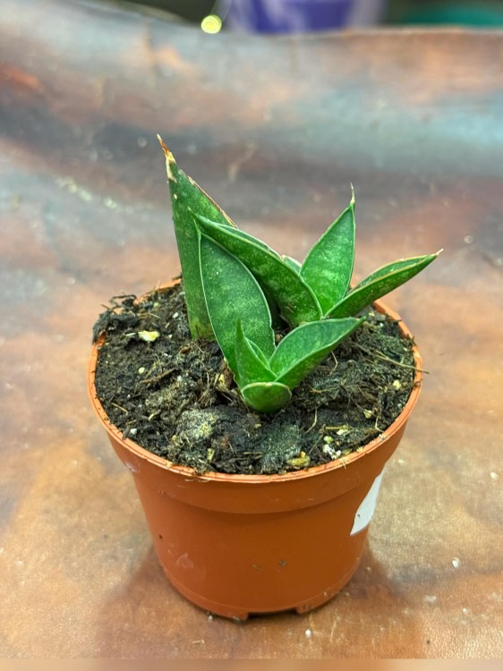 sansewieria Sansevieria Table Mountain (1).jpg