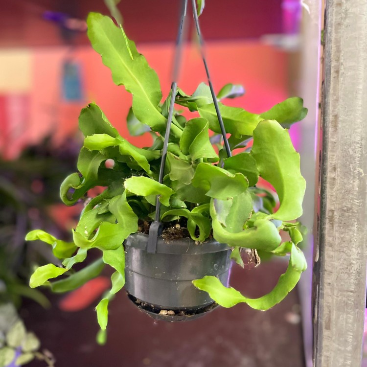 epiphyllum monstrosa (3).jpg