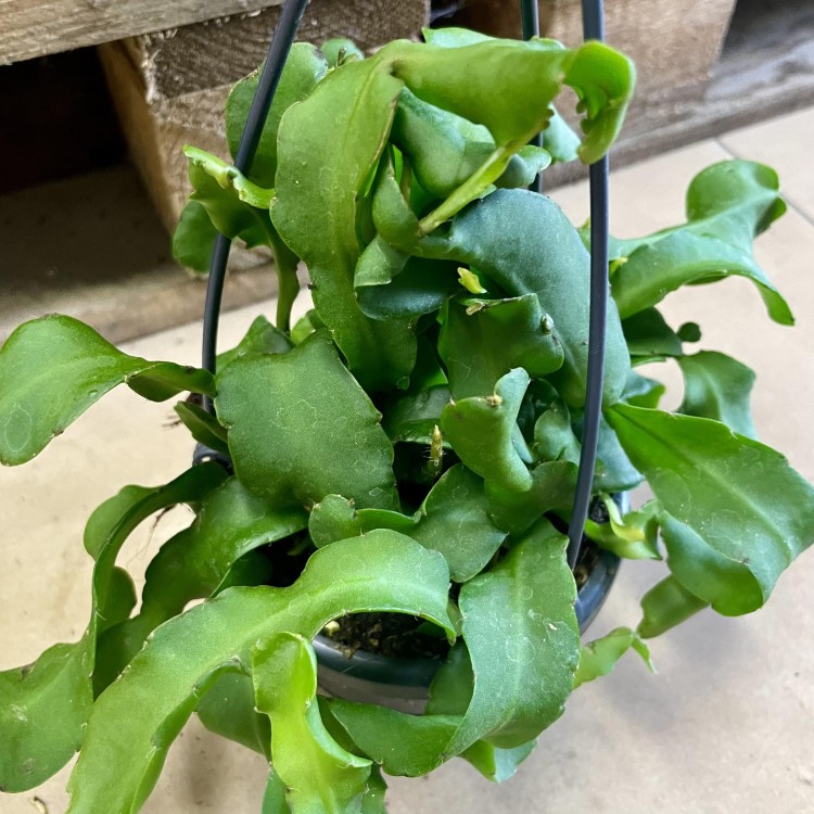 Epiphyllum monstrosa (2).jpg